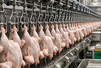 Производство Конвейеры для птицефабрик